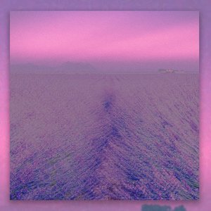 Lavender Dreams
