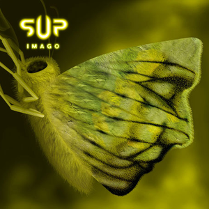 Imago cover