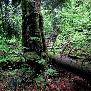 Secondary Succession