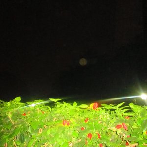 Avatar di caer sin ti