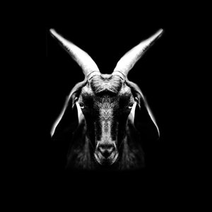 Goat
