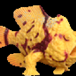 The FrogFish 的头像