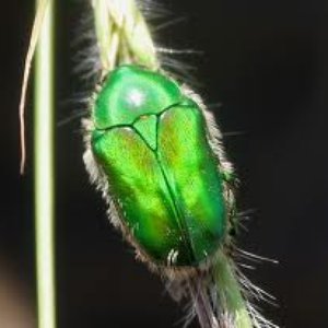 The Green Scarab 的头像