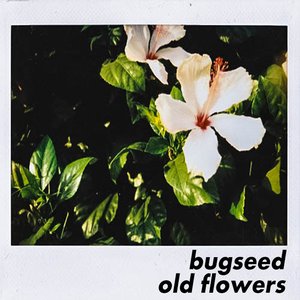 Old Flowers