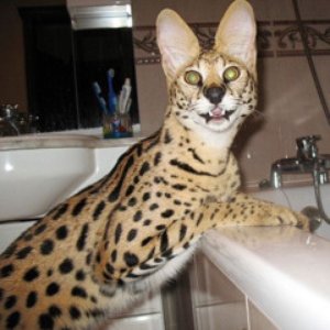 bronclair - #GiveItARest