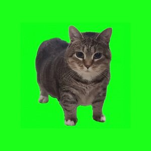 OIIA OIIA (Spinning Cat) - Single
