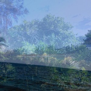 bahama palm