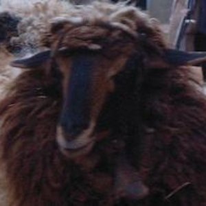 Avatar for Dirham Bakschisch
