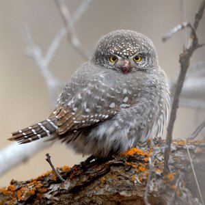 Northern Pygmy-Owl のアバター