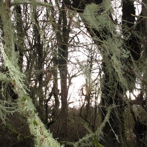 Hanging Moss 的头像