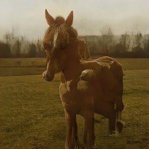 Trukk Ópus - EP