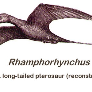 Awatar dla Pterosaur Porn