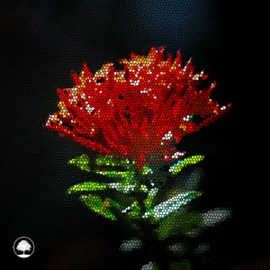 Red Salvia - Single