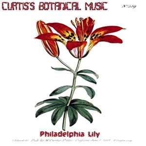 Philadelphia Lily