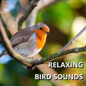 Relaxing Bird Sounds