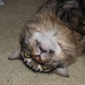 Avatar for Petting Feral Cats