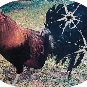 BANGandCOCKERS96 的头像