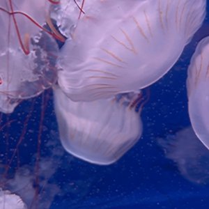 Aquarium (feat. Namae Shirezu) - Single
