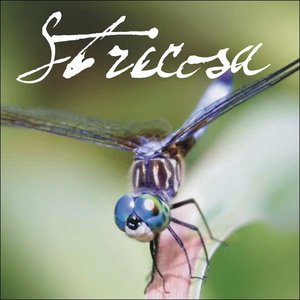 Strecosa 的头像