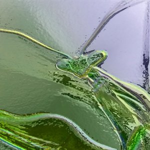 Mantidian Rites