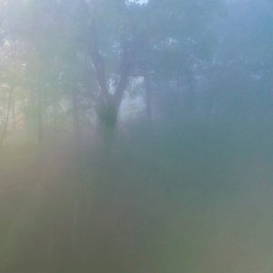 Abyssal Forest