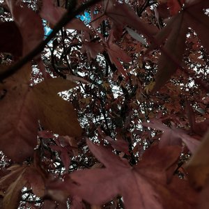 Leaves are stars