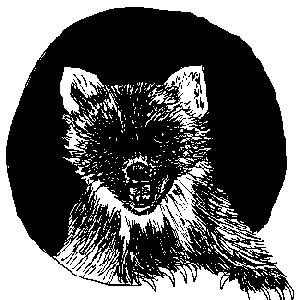 Avatar for Näätä