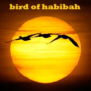 bird of habibah 3