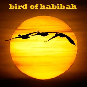 bird of habibah 3