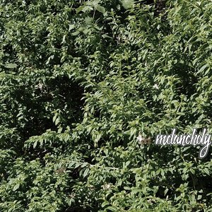 Melancholy - EP