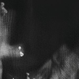 Avatar for Blind Tribe