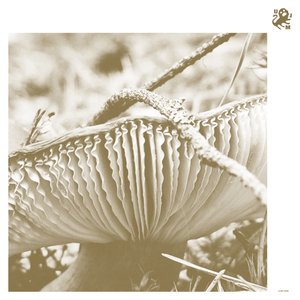 Rise & Bloom