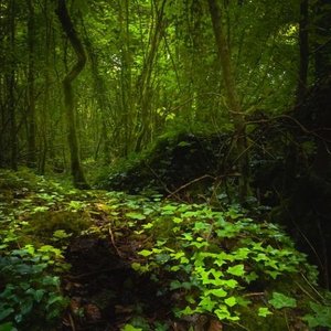 Celtic Zen Meditation: Flute Music & Healing Sounds of Nature