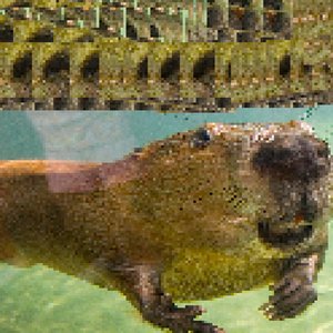 beaverbeaverbeaver 的头像