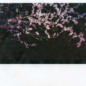 Blackberries