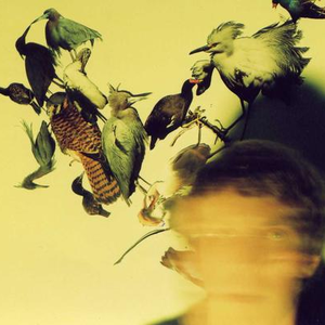 Axolotl photo provided by Last.fm