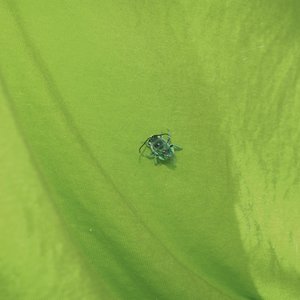 Untitled Album