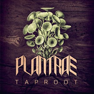 Taproot