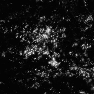Ilyas Ahmed & Jefre Cantu-Ledesma 的头像