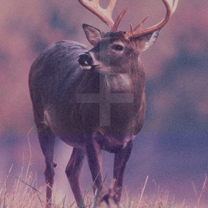 Deer Diary 的头像