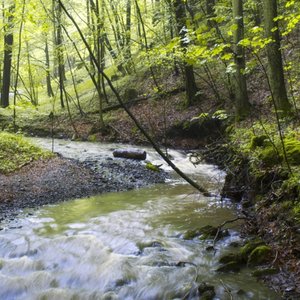 Forest Creeks