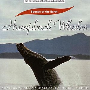 Humpback Whales