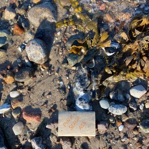 Pink Seagrass - Single