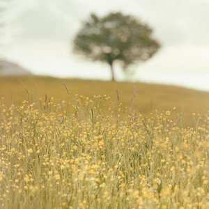Lazy Sunday (So Fancy) - Single