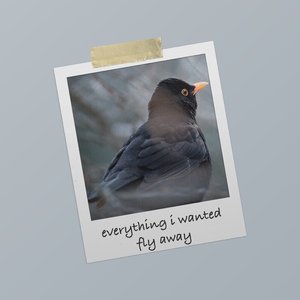 fly away