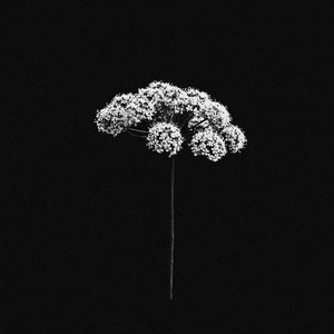 Avatar für Цикута