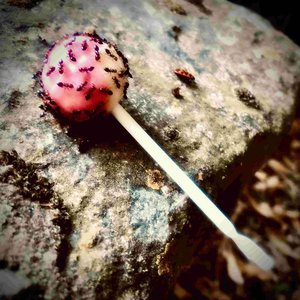 ANTISWEET