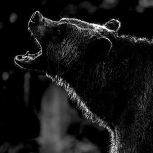 The Bear - Single