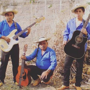 Los Jilgueros del Pico Real 的头像