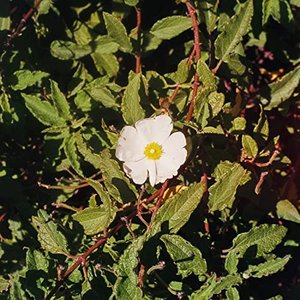 A Year Of Demos, Vol. 1 (demo)